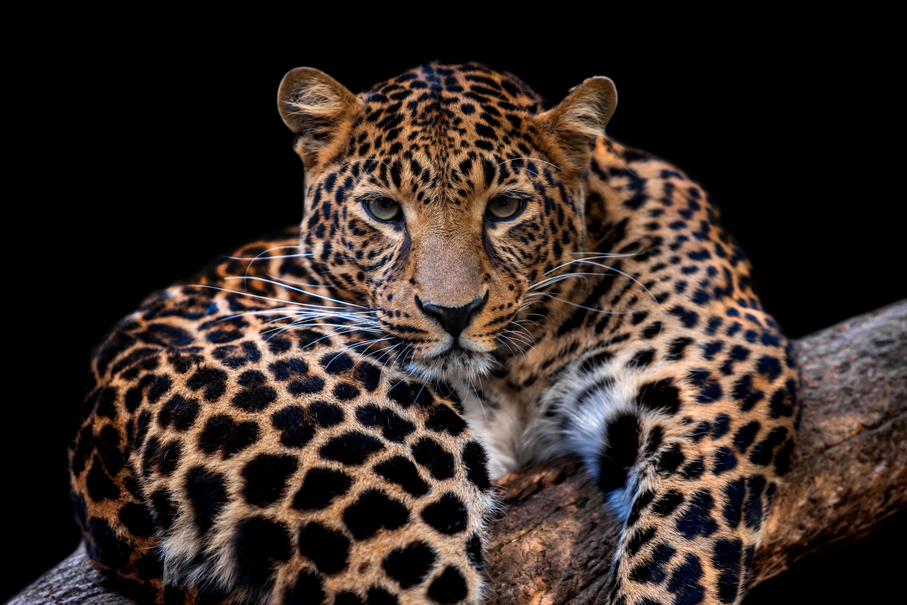 Wildlife & Soft adventure